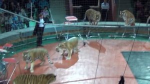 Курский цирк Суматранские тигры.mpg