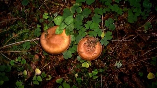 Рядовки Красные или Желто-Красные. Говорушки Булавоногие. Белопаутинники. Ложные опята. Лес Телеши. смотреть онлайн