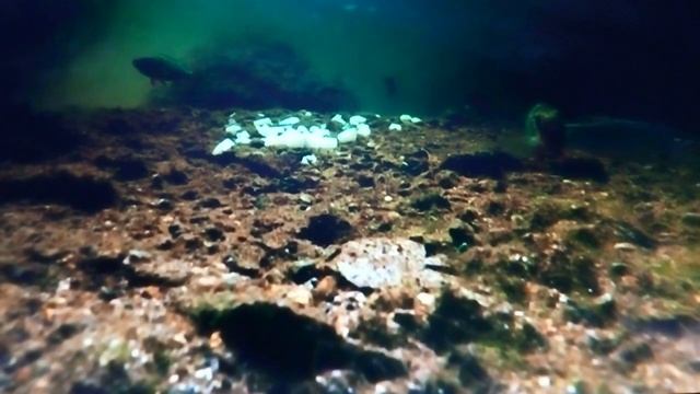 Вареная картошка прикорма для Плотвы.