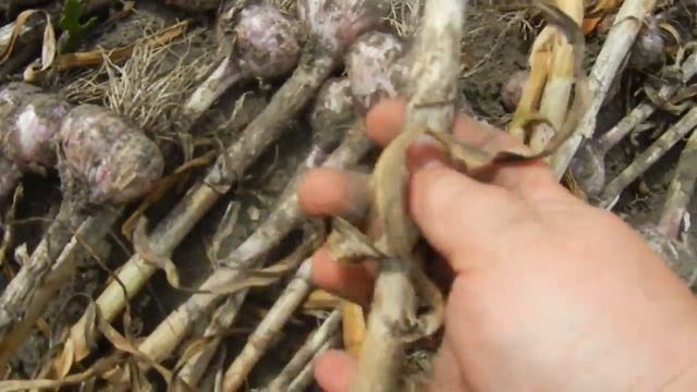 УБИРАЕМ ЧЕСНОК . ОБЗОР ЧЕСНОКА КОМСОМОЛЕЦ И ЦЕЗАРЬ С САДЫ УРАЛА смотреть онлайн