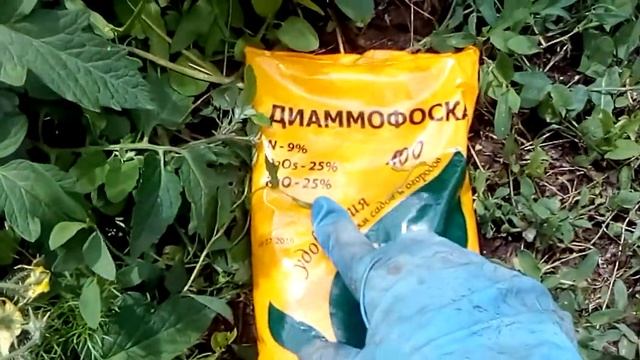 ДИАММОФОС.КОГДА И СКОЛЬКО ???Удобрение для урожайности.#томатыуход