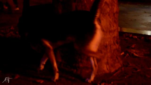 Крым 2015. Ялта. смотреть онлайн