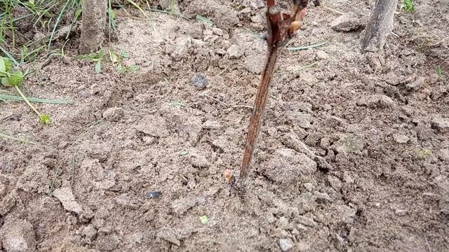 Виноград весенние заморозки! Виноград разведение! смотреть онлайн