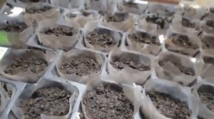 Выращивание кукурузы рассадой. Посев и всходы.