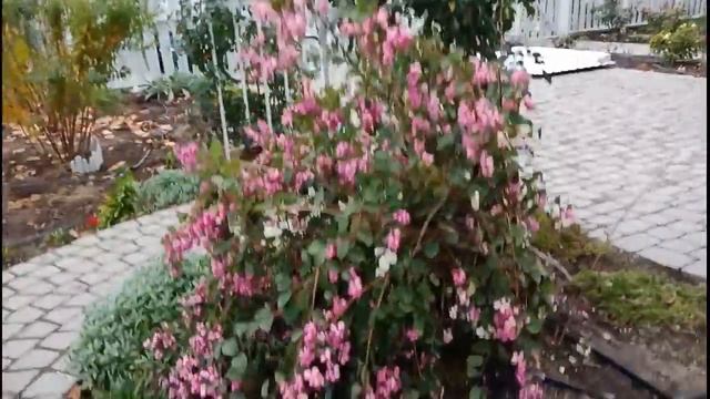 Жилой дом в г. Лиски Воронежская область. Преимущества двора 3. Осенние работы в саду (часть№2) смотреть онлайн