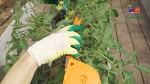 КАК ФОРМИРОВАТЬ ТОМАТЫ В ОДИН, В ДВА И В ТРИ СТЕБЛЯ| ВСЕ В ОДНОМ ВИДЕО