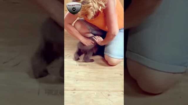 Brandi/Boone puppies temperament test смотреть онлайн