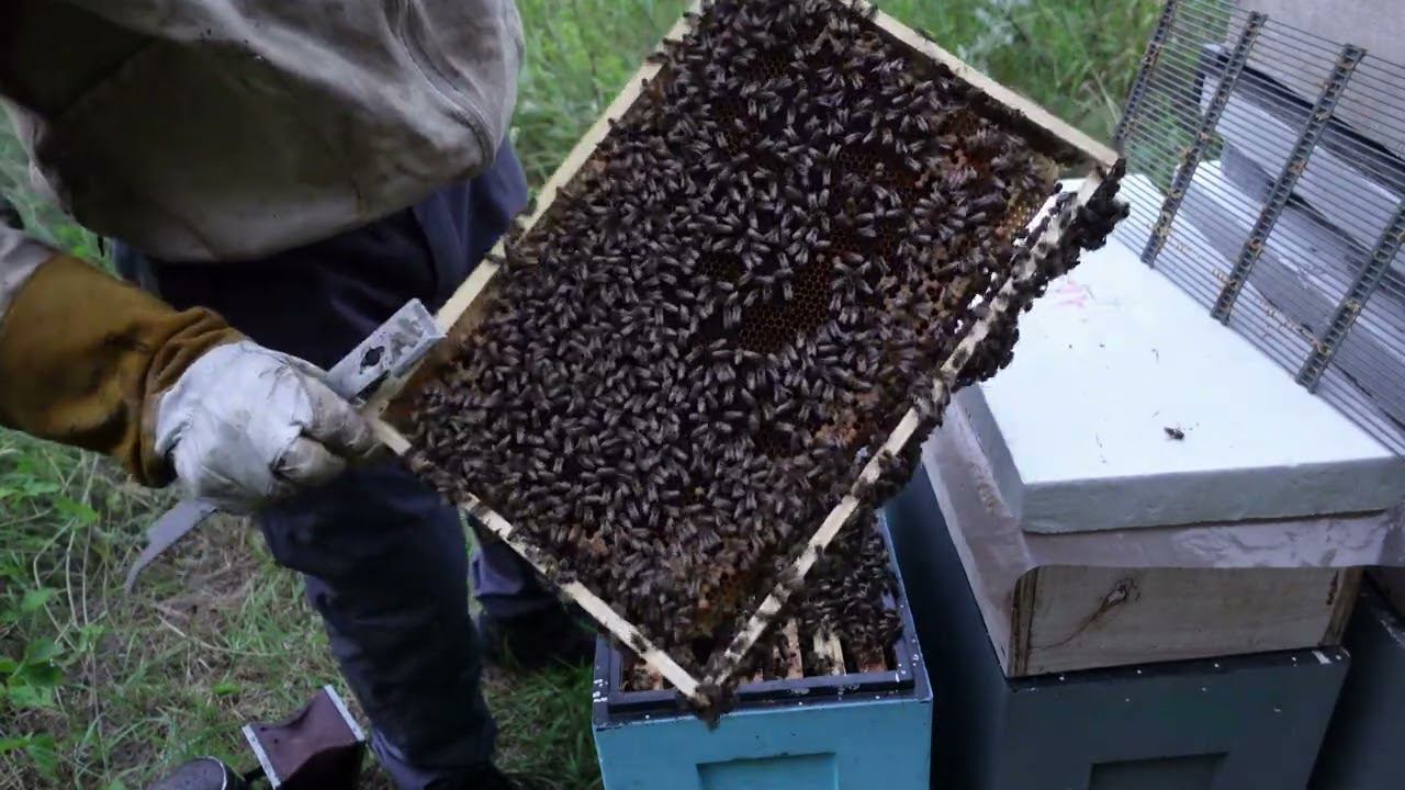 история одного роя. часть 5. взятка нету, пчела стала агресивной смотреть онлайн