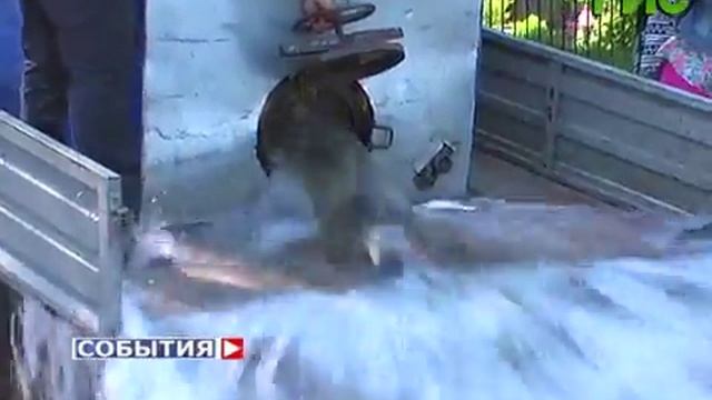 В озеро парка Металлургов выпустили тысячи мальков амура, карпа и толстолобика смотреть онлайн