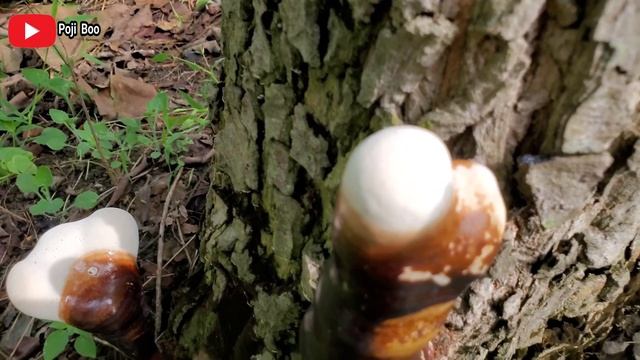 JAMUR RAK PERNIS BERACUN ATAU BERMANFAAT? MIRIP ALIEN | Ganoderma tsugae | Ganoderma Lucidum смотреть онлайн