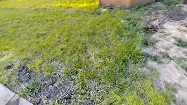 Дачный влог / Купили питунии / Полила в теплице / Плитка на дачу... смотреть онлайн