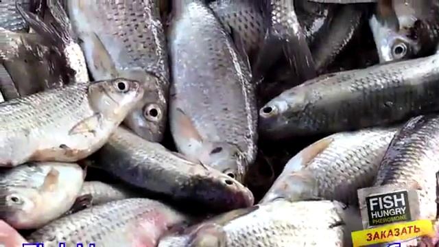 Активатор клева fishhungry купить смотреть онлайн