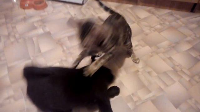 Лабрадор и Бенгальская кошка. Как это было смотреть онлайн