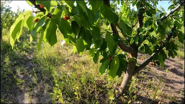 Как Сэкономить, и при этом провести время с пользой #черновцы #чернівці смотреть онлайн