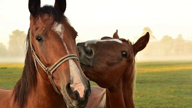 КТО ТЫ ПО ВОСТОЧНОМУ ГОРОСКОПУ смотреть онлайн