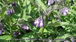 Трава окопник: описание, полезные свойства, применение