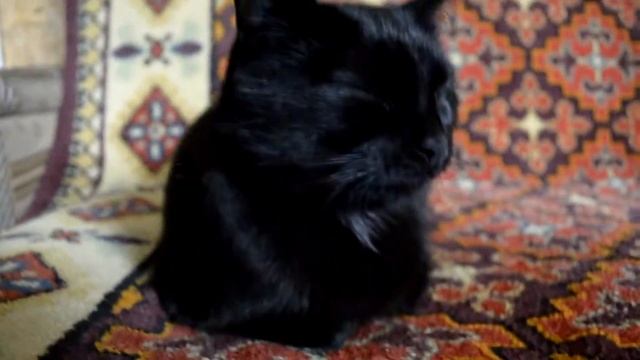 лохматый котенок играет на камеру смотреть онлайн