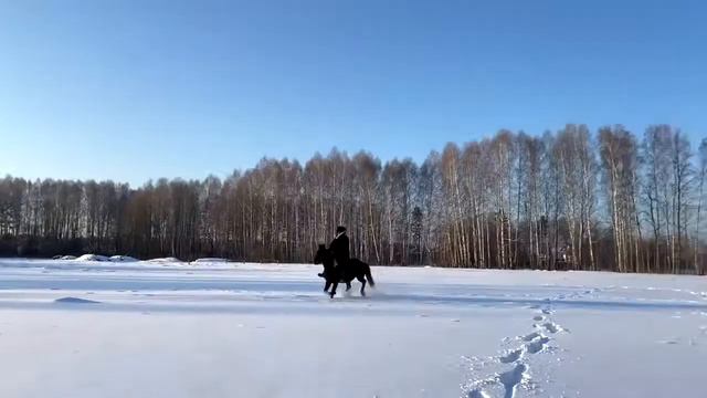 Верховая езда Конные прогулки (Тюмень ) смотреть онлайн