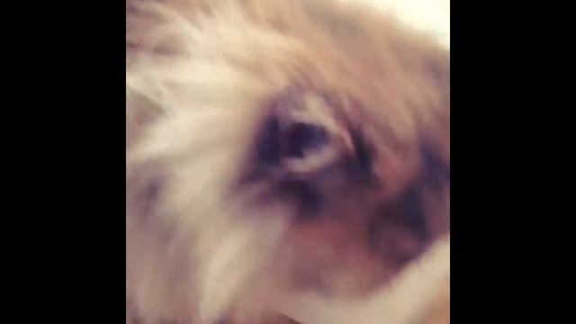 Идет на право песнь заводит... смотреть онлайн