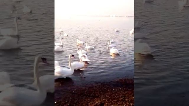 Лебеди плавают!) смотреть онлайн