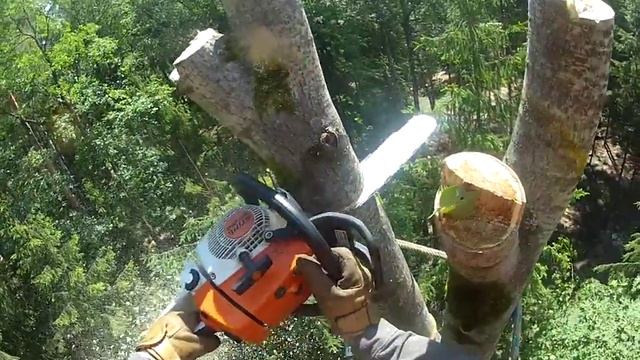 Удаление осины смотреть онлайн