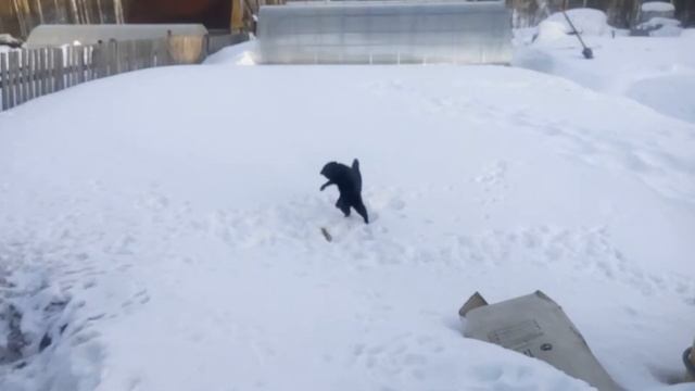 Кошечки на даче смотреть онлайн