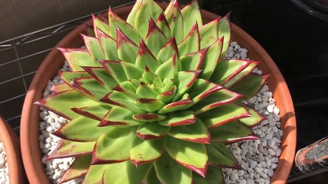 Tips On Differences Between Echeveria Agavoides Ebony And Echeveria Agavoides Lipstick
