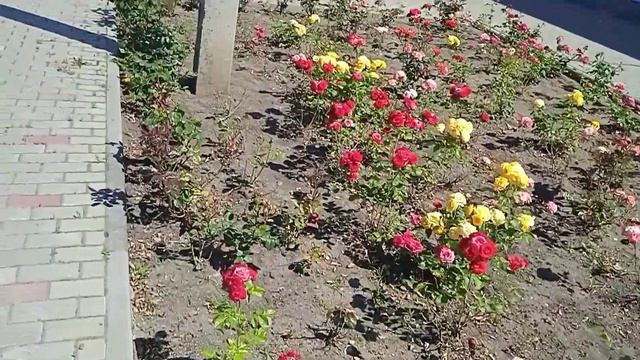 Розы. Девять клумб, под хорошую песню! ??? смотреть онлайн