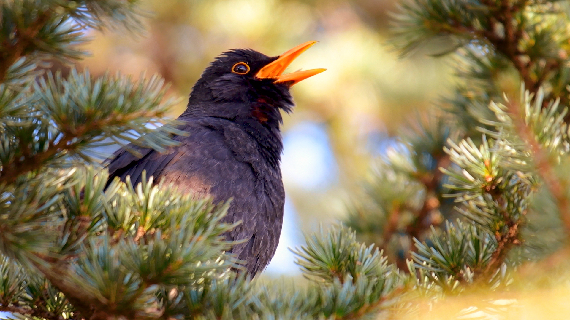 Пение черного дрозда смотреть онлайн