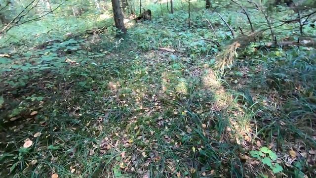 ГРИБНИК ОШАРАШЕН, ОСЕННИЕ ОПЯТА, МАССОВЫЙ СБОР! ПОДМОСКОВЬЕ 2023 смотреть онлайн