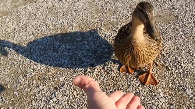 Летняя резиденция Шёнбрунн смотреть онлайн