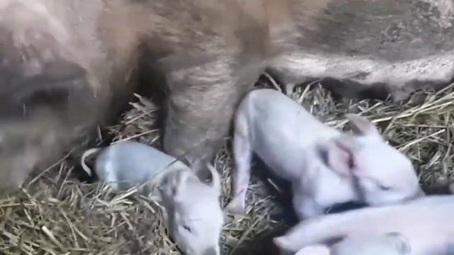 Дикие кабаны и домашние свиньи. Часть 2 не последняя.
Wild boars and domestic pigs. смотреть онлайн
