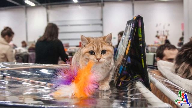 «Гулять, так гулять!» - Кот Сеня на выставке погулял на 5000 рублей