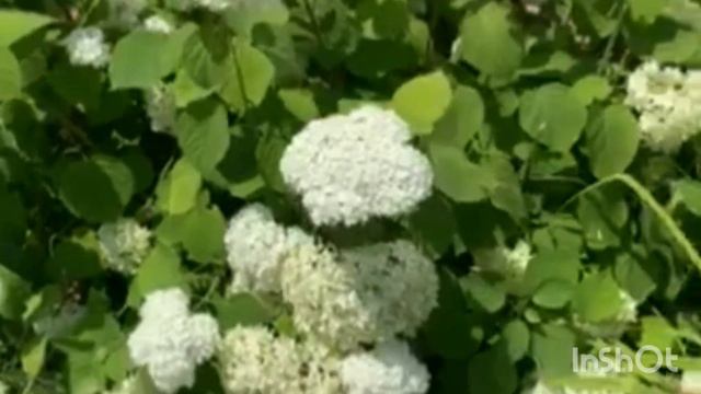 Прогулка по дачному посёлку.