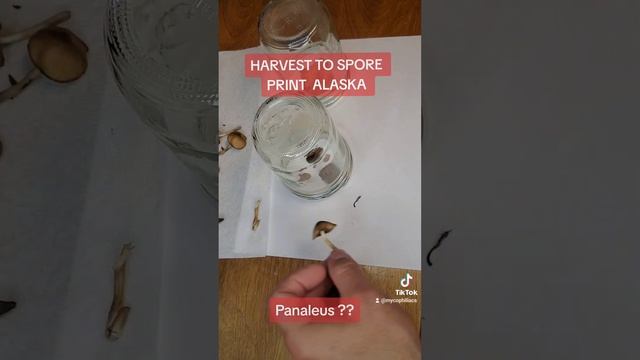 Wild Mushroom Alaska Hunt to Spore Print: Possible P. cinctulus? смотреть онлайн