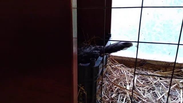 Доминаты хорошие наседки. смотреть онлайн