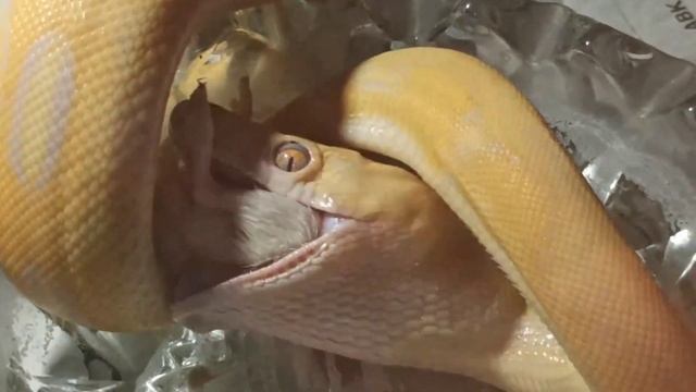 Snake feeding, Reticulated Python. смотреть онлайн