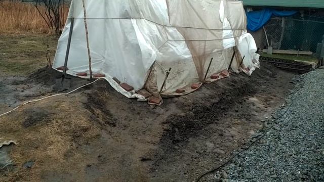 Виноград ? на ДВ, вяжет соцветия, помидоры ? цветут и это всё в первых числах апреля! смотреть онлайн