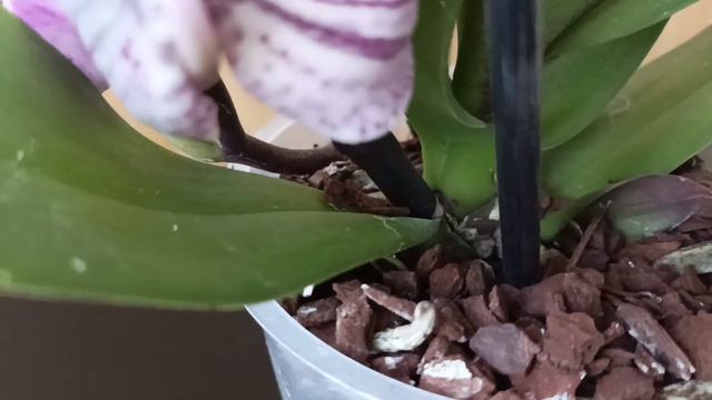🌸Ура! Наконец дождалась! смотреть онлайн