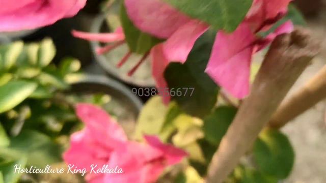 Imported Bougainville plant all Online sale available Horticulture king kolkata nursery 9038556677 смотреть онлайн