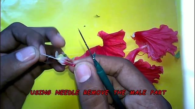 Morphology of Hibiscus Part -1🔥❤️|| Dissection of hibiscus смотреть онлайн
