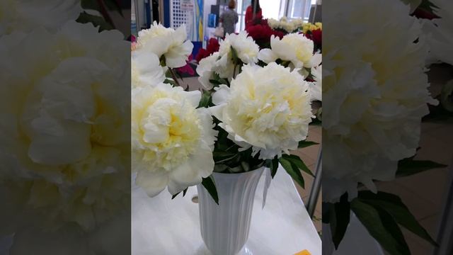 Выставка пионов в КВЦ Евразия. Часть 4 смотреть онлайн