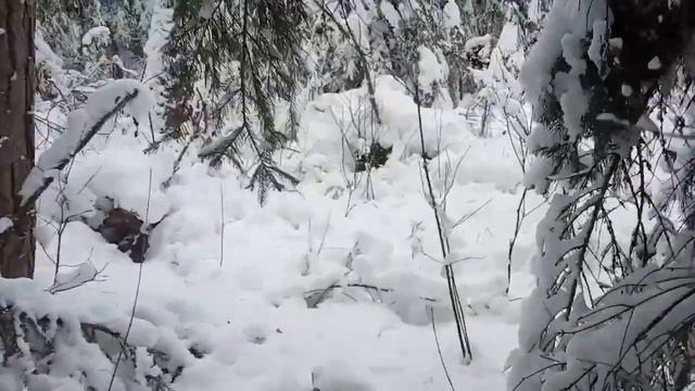 Поиск рогов. Зима. Ищем рога. смотреть онлайн