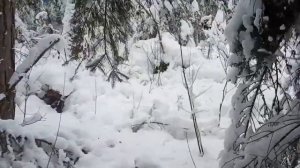 Поиск рогов. Зима. Ищем рога.
