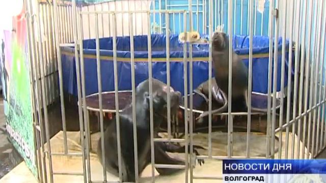 ЦИРКОВЫМ ЖИВОТНЫМ ПОМОГАЮТ ПЕРЕЖИТЬ ХОЛОДА смотреть онлайн