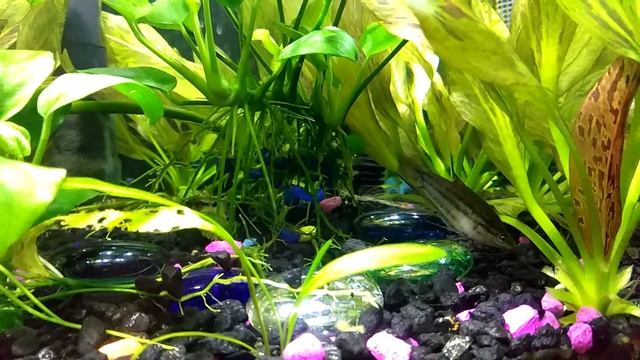 Trichopsis Vittata смотреть онлайн