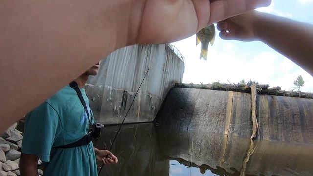 The OG Berkley 1" GULP MINNOW Bait Review! смотреть онлайн