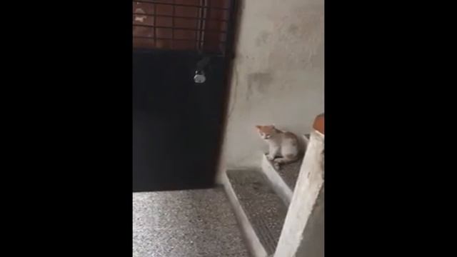 СМЕШНОЙ КОТ СТУЧИТСЯ В ДОМ / FUNNY CAT WANTS TO GO HOME [ANIMALS] смотреть онлайн