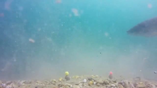 Поклевка Карпа и Белого Амура