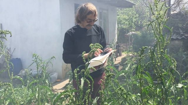 шпинат  Утеуша , урожайность (часть 2)